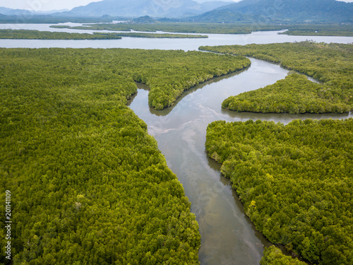 Drone aerial view of a huge, natural mangrove forest in Thailand photo