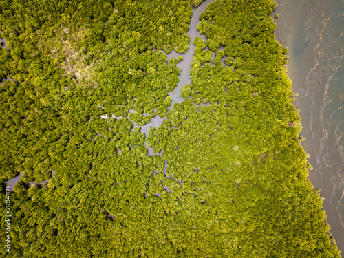 Drone aerial view of a huge, natural mangrove forest in Thailand photo