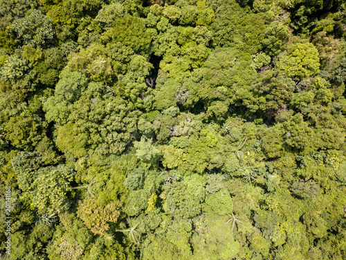 Aerial view of the tree canopy of a tropical rianforest