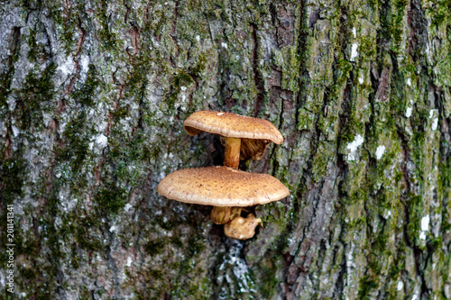 Mushrooms on the tree 