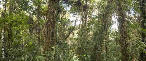 Panorama of the interior of montane rainforest with mossy tree trunks and many epiphytes in the Cordillera del Condor, a site of high biodiversity and endemism in southern Ecuador.