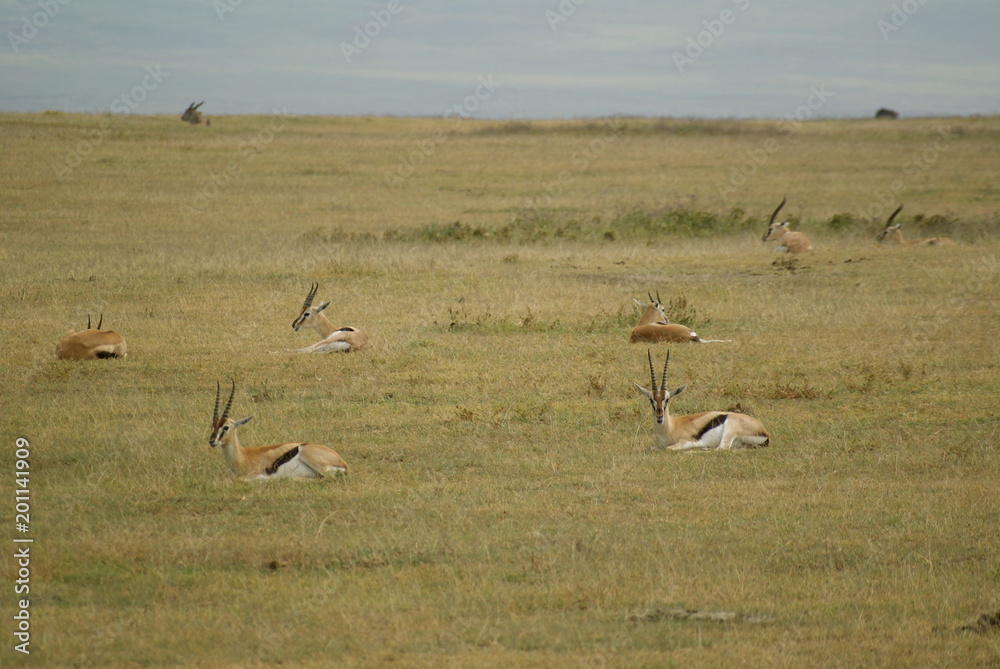 Naklejka premium SONY DSC