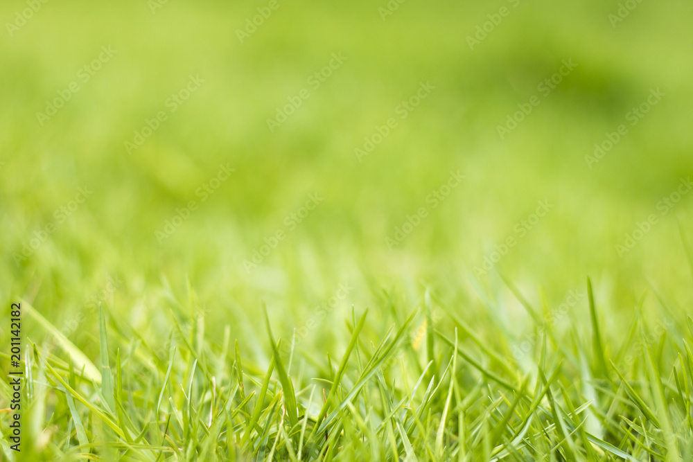 The natural green background of the grass. The natural green background of the grass.