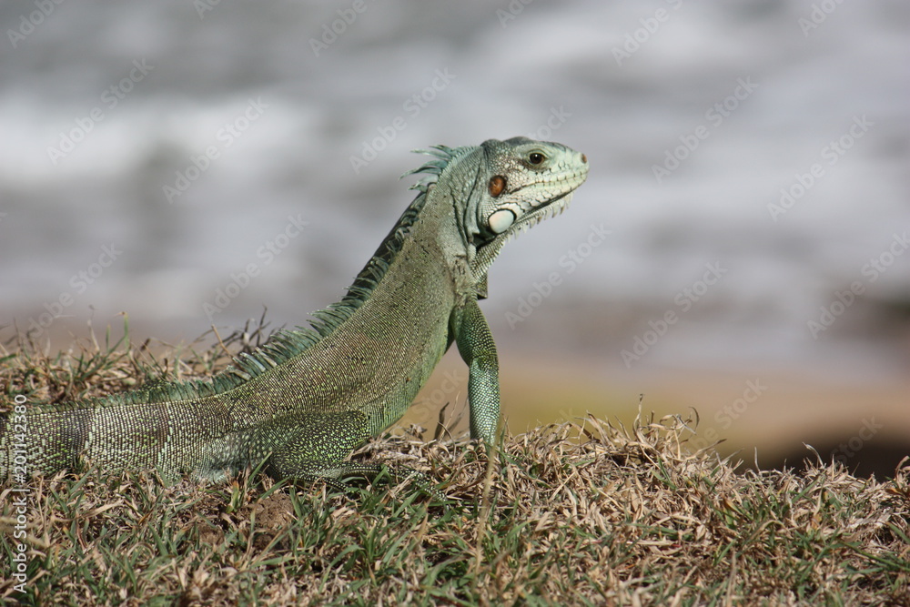 iguane iguane