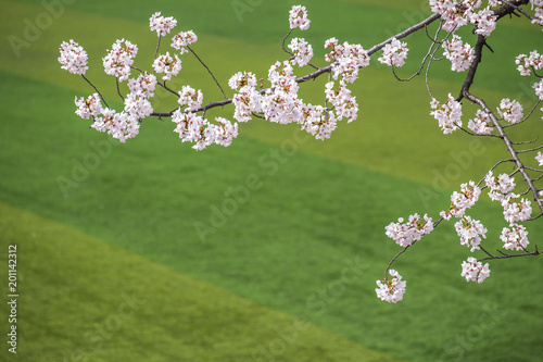 cherry blossoms blossming in spring in seoul south korea taken at Yeouido Park photo