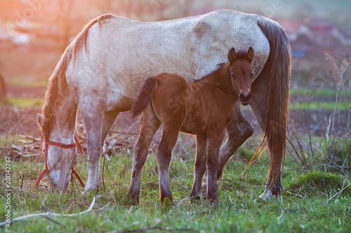 mare and foal on meadow at sunset