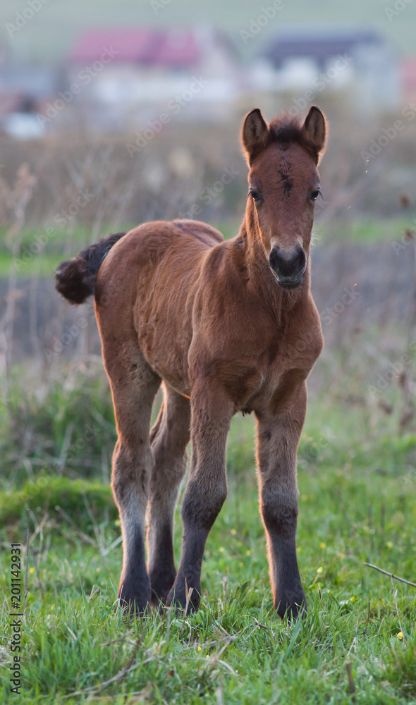 Fototapeta premium newborn foal on meadow at sunset