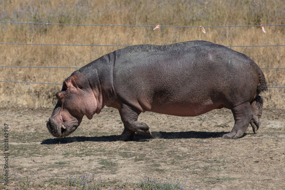 Hippopotamus