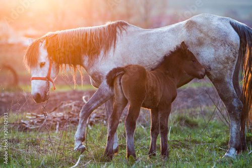 mare and foal on meadow at sunset photo