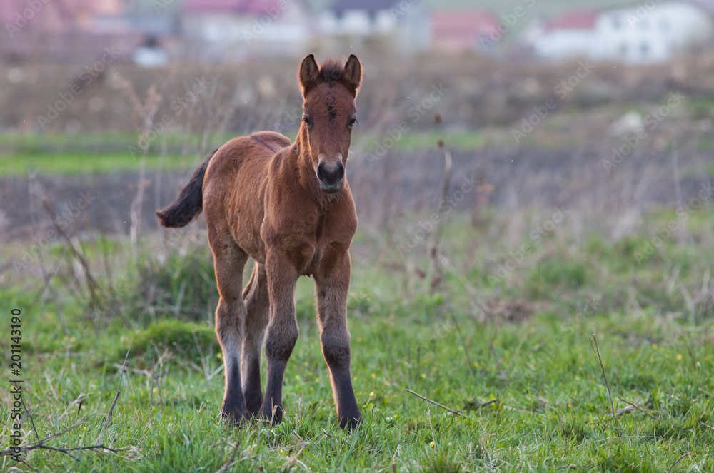 Fototapeta premium newborn foal on meadow at sunset