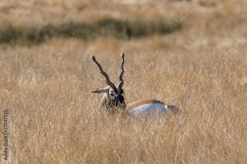 Common Cape Eland