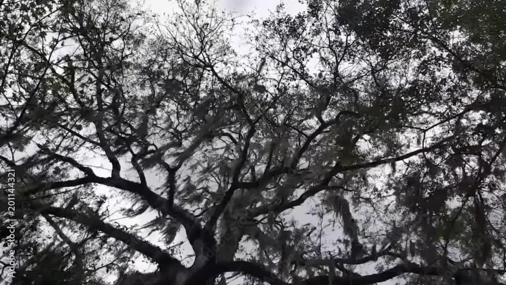 Big trees blowing in the wind. Worm's eye view. Overcast day. Big trees blowing in the wind. Worm's eye view. Overcast day.