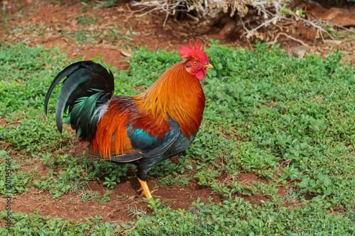 colorful hawaiian rooster on the island of kauai hawaii © amarok17wolf