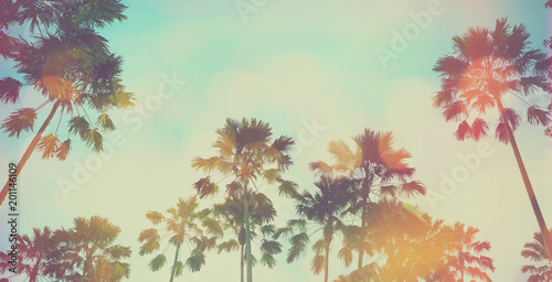 Vintage palm tree and blue sky