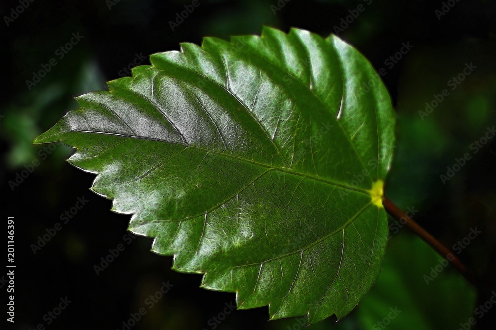 Perfect Hibiscus leaf with a dark background Perfect Hibiscus leaf with a dark background