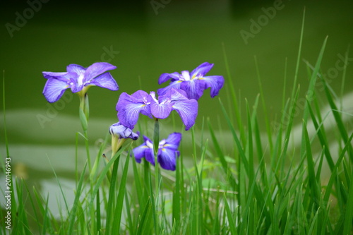 水辺の花菖蒲