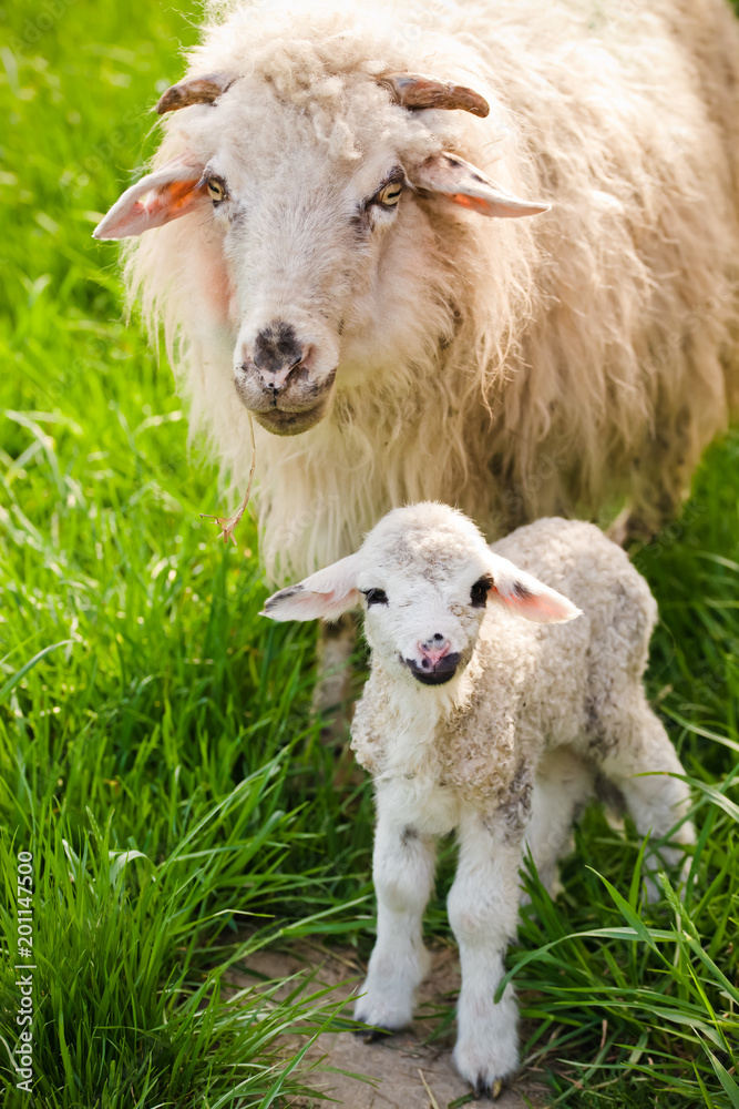 newborn lamb and sheep grazing Stock Photo | Adobe Stock