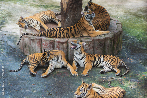 Fototapeta Naklejka Na Ścianę i Meble -  group of bengal tigers resting