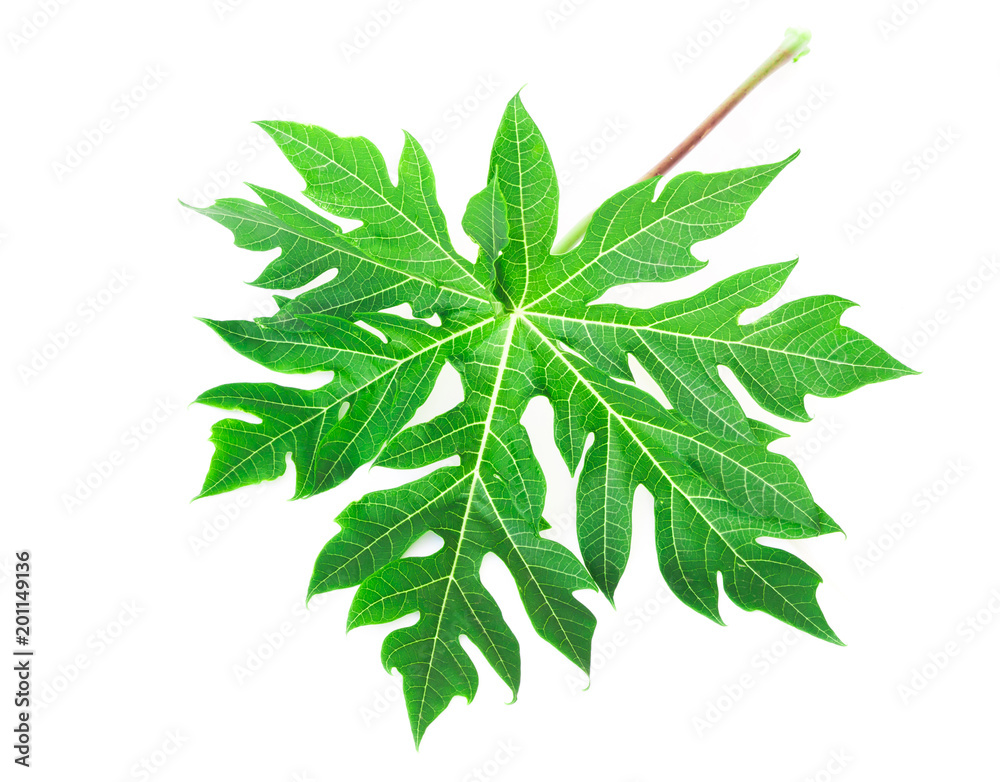 Closeup fresh papaya green leaf isoleted on white background Closeup fresh papaya green leaf isoleted on white background