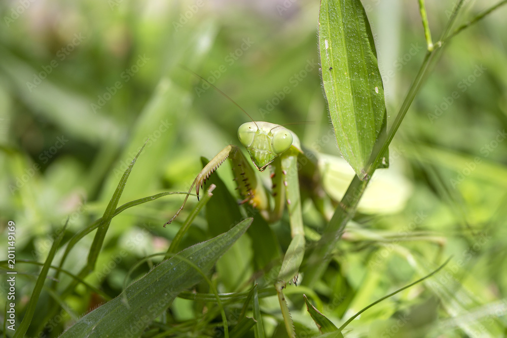 Praying mantis, mantis religiosa in green grass background, close up. Bali, Indonesia Praying mantis, mantis religiosa in green grass background, close up. Bali, Indonesia