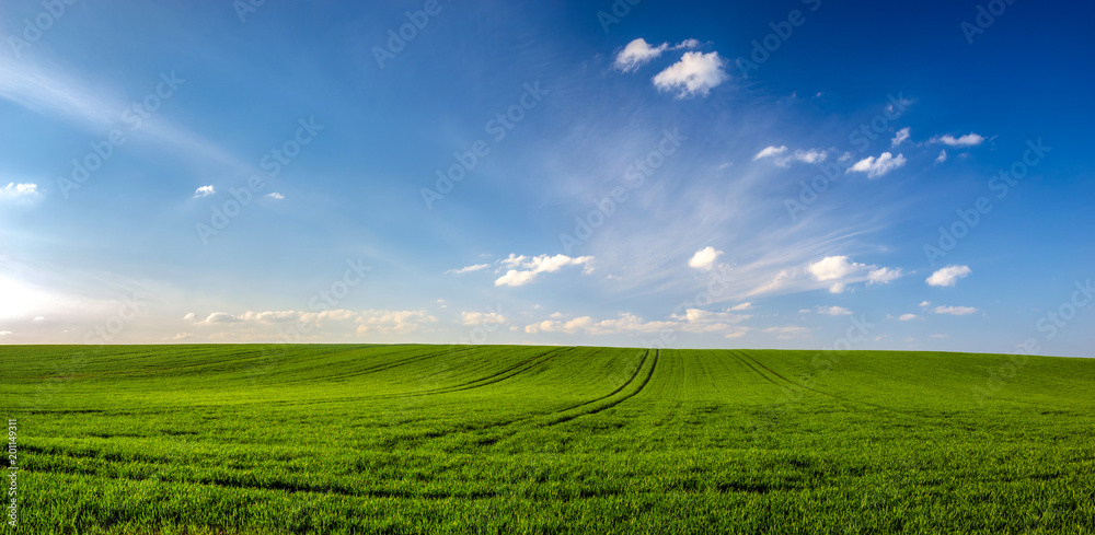 spring landscape panorama,green wheat field