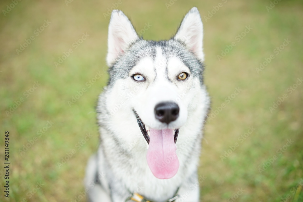 A lovely portrait of a husky A lovely portrait of a husky