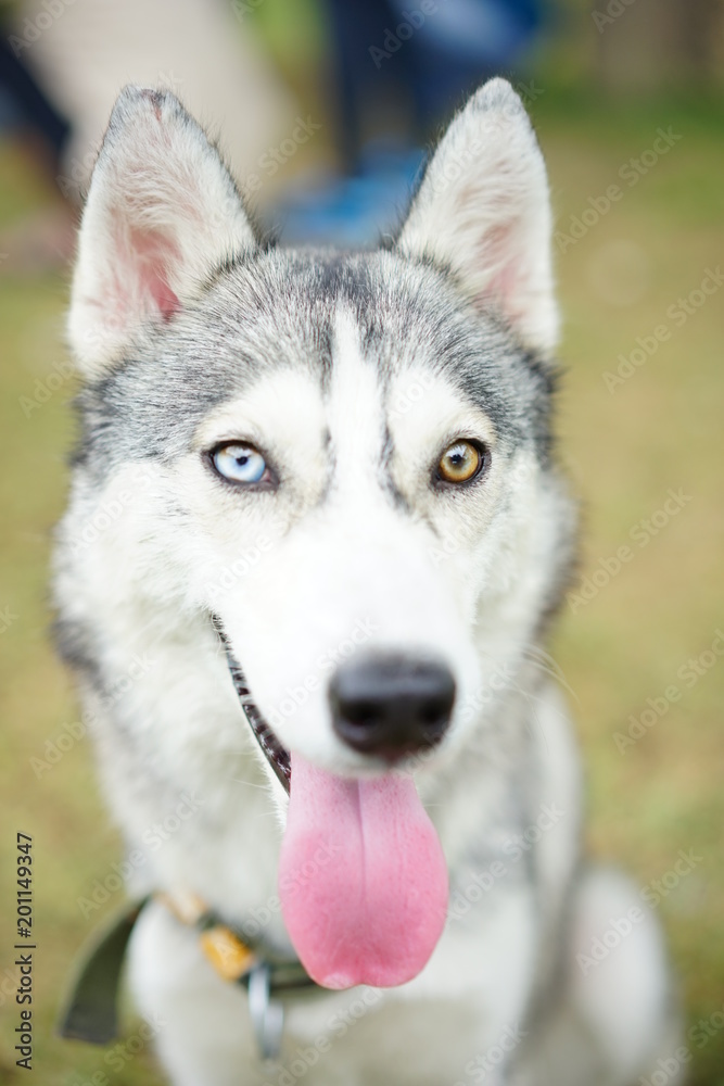 Obraz premium A close up husky dog potrait