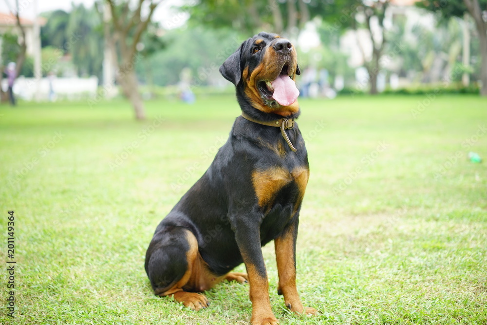 A sitting rottweiller in the park