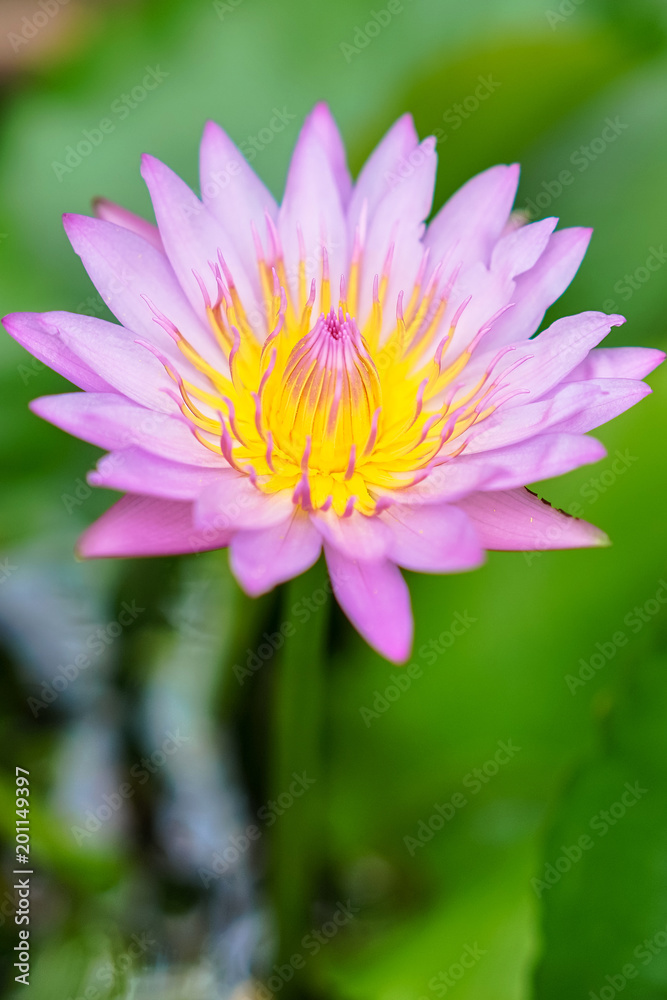 A water lilly in the pond