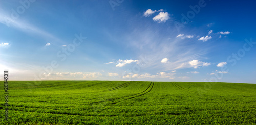 panorama pejzaż wiosna, zielone pole pszenicy