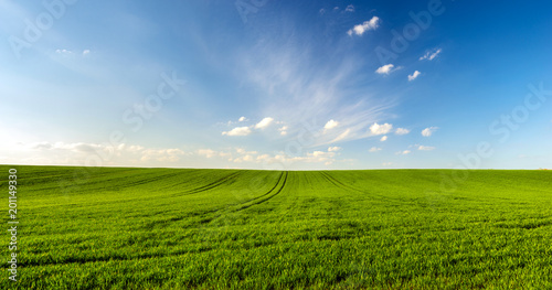 Tableau sur Toile spring landscape panorama,green wheat field