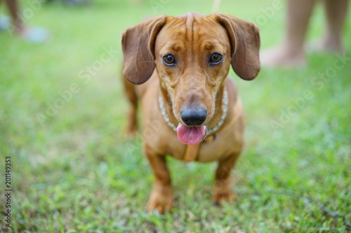 A dachshund pup on grass