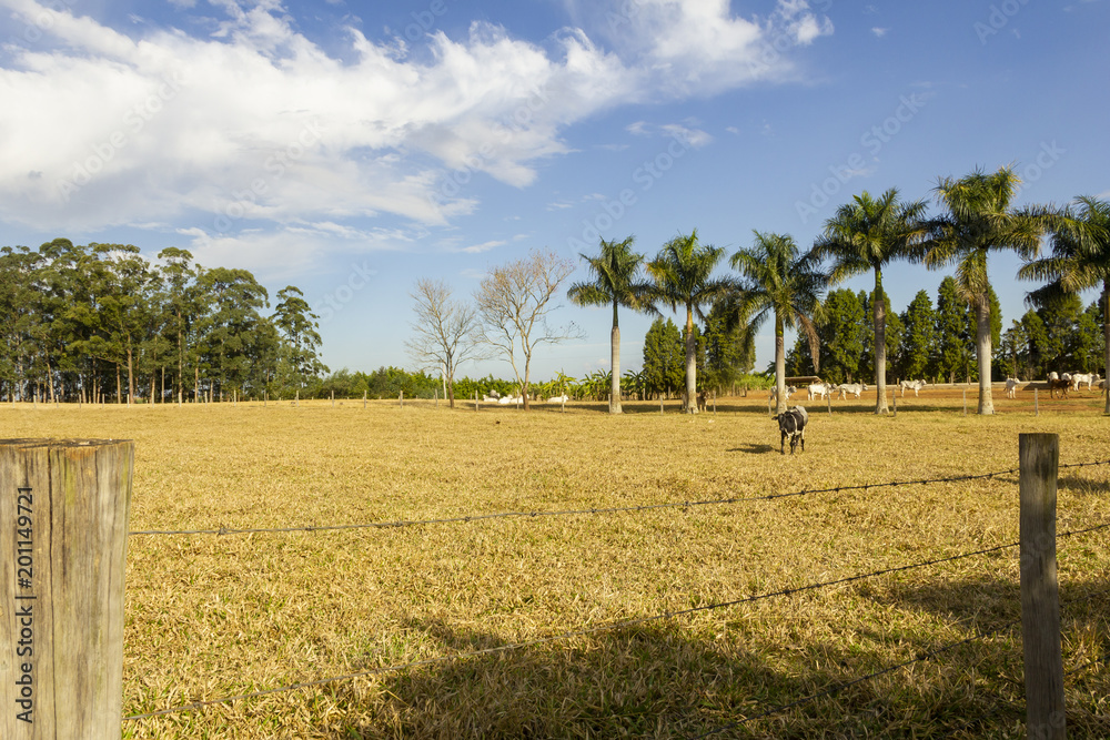Fototapeta premium pasto na fazenda