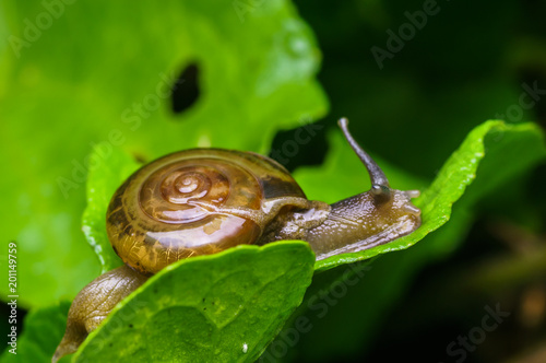 closeup shot of snail in nature
