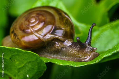 closeup shot of snail in nature