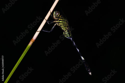 closeuup shot of dragonfly in nature photo