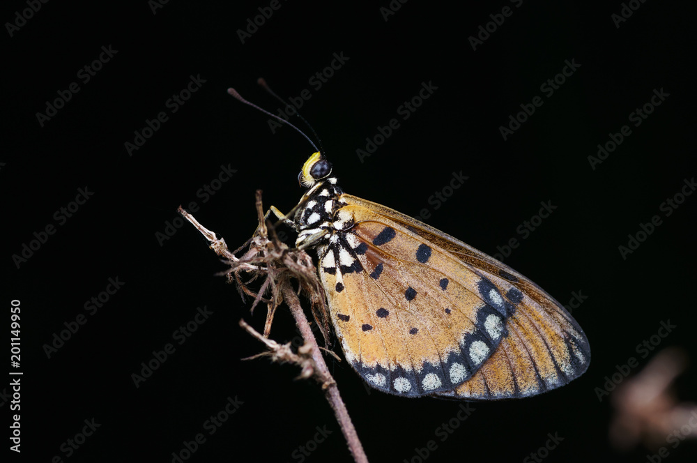 Obraz premium closeup shot of butterfly in nature