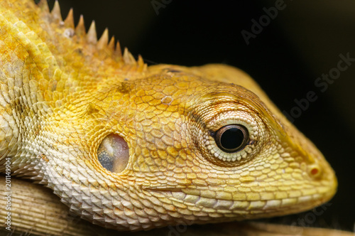 closeup shot oriental garden lizard in nature