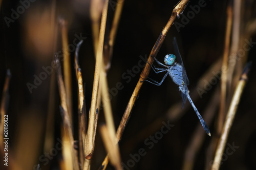 closeuup shot of dragonfly in nature photo