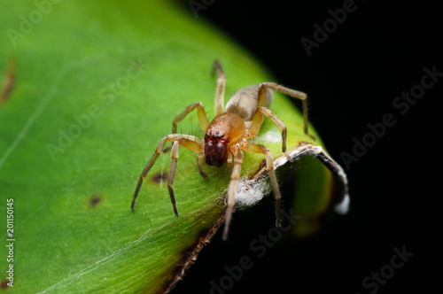 closeup shot of spider in nature © ZAIRIAZMAL