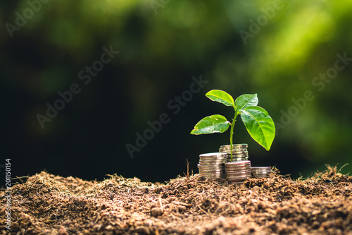 Planting trees growing in the garden,finance interest Coin young plant