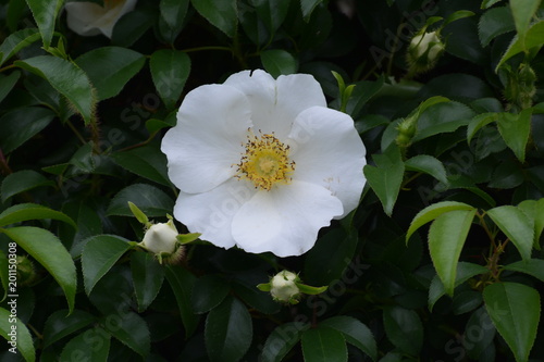 Photos Cherokee rose