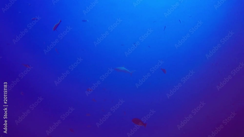 Grey Reef Shark Grey Reef Shark