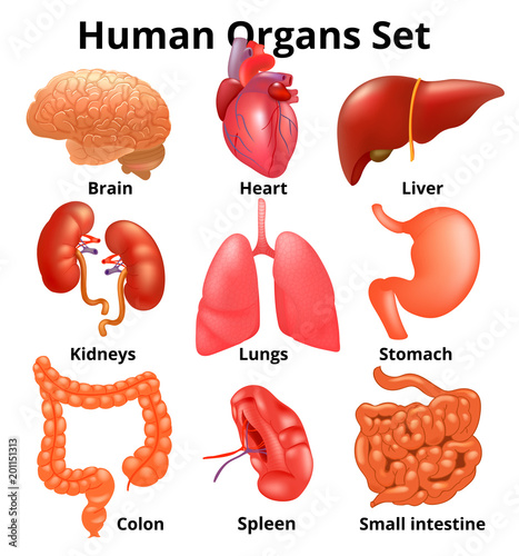 Realistic human organs set anatomy