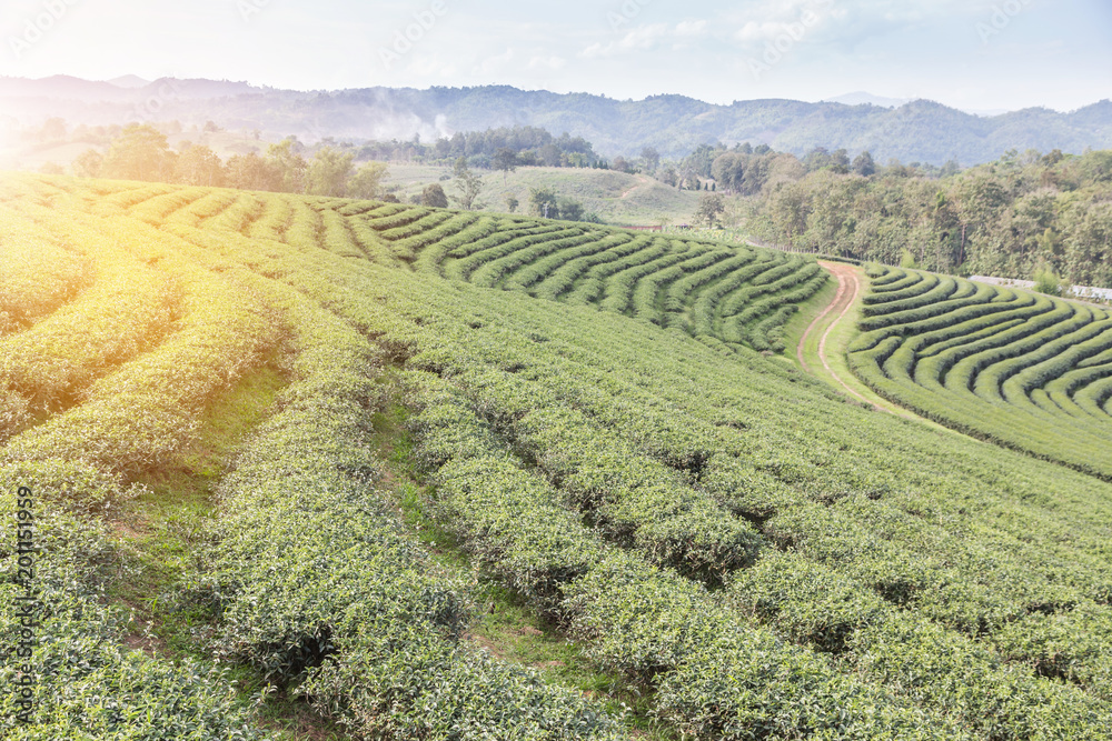Rows of green terraced Choui Fong tea plantation on highland at Mae jan Chiang Rai, Thailand.