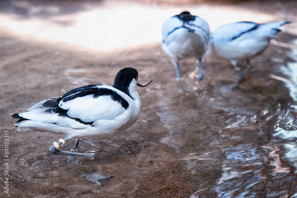 Fototapeta premium group of black and white avocets frolicking in the pond