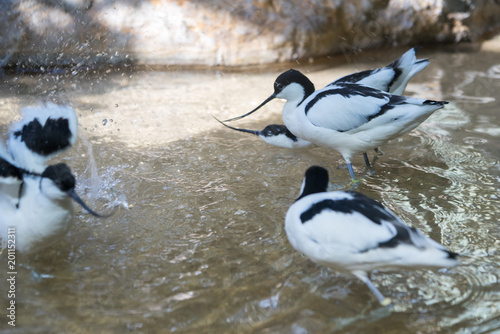 group of black and white avocets frolicking in the pond