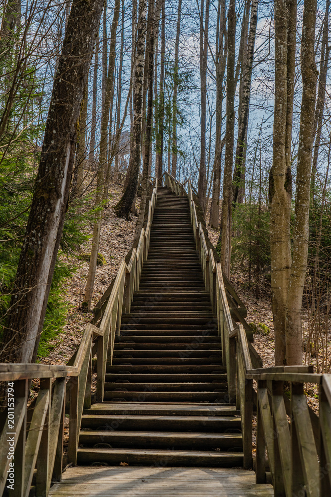 spring forest landscapes