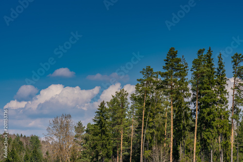 spring forest landscapes