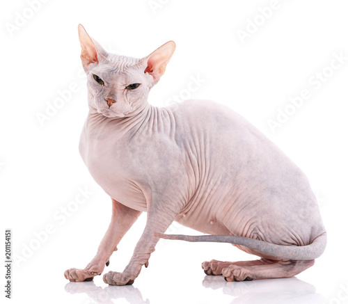 Young canadian sphinx cat on white